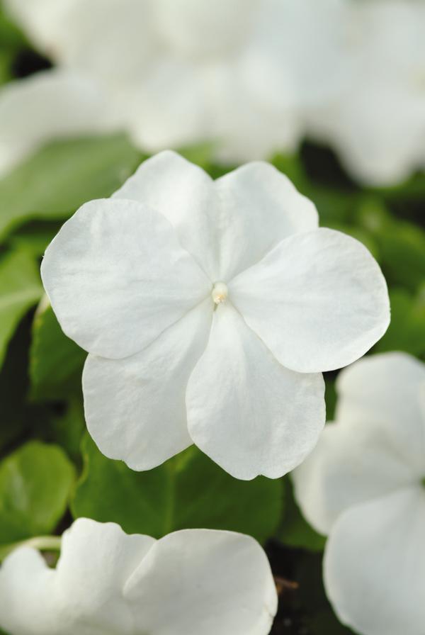 37+ Luxury Average Bed Height - New Guinea Impatiens Impatiens - New Guinea X Hawkeri - Who wants to sleep on scratchy, itchy sheets?