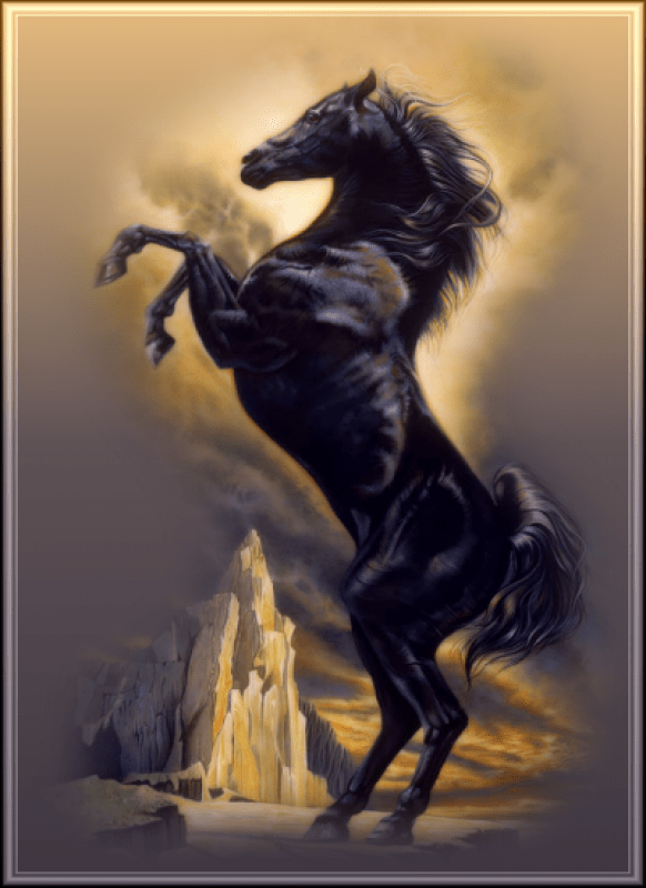 Le frison est une race de cheval qui est assez proche du cheval de trait. image cheveaux
