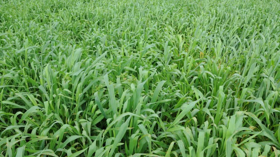 Pagi warna warni bak negeri impian di taman bunga okura. Cover Crop Options For Unseeded Fields The Andersons