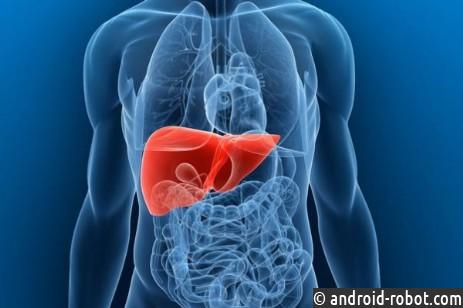 Новое лекарство лечит жировую болезнь печени