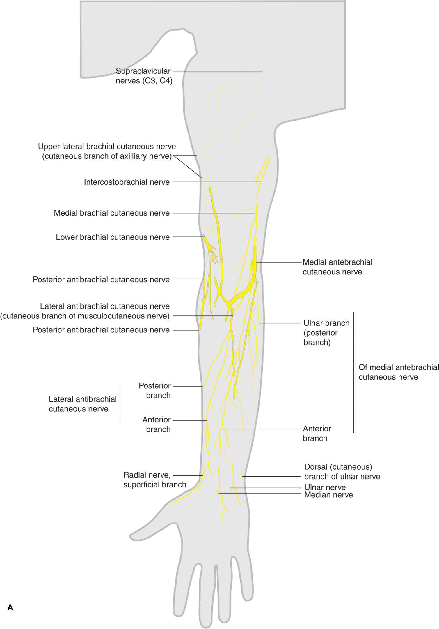 Cutaneous innervation of the shoulder and upper limb comes from multiple peripheral nerves originating from cervical and thoracic nerve . Cutaneous Nerve Blocks Of The Upper Extremity Anesthesia Key