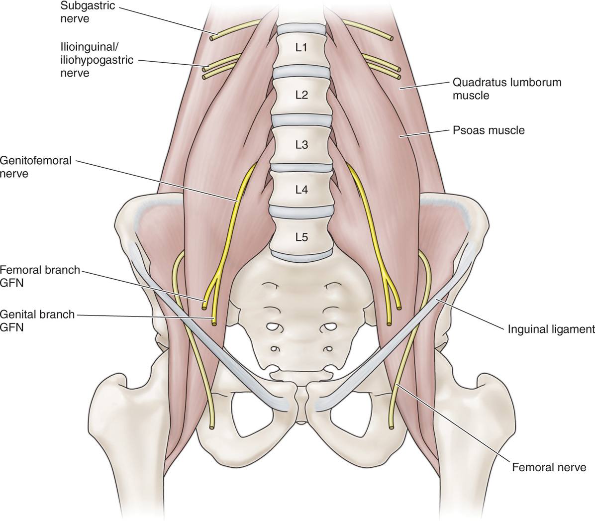 1 this anatomy, in addition to lower back disorders, such as disc herniation or degeneration may cause the nerve to get compressed, resulting in leg pain and weakness. Genitofemoral Nerve Block Anesthesia Key