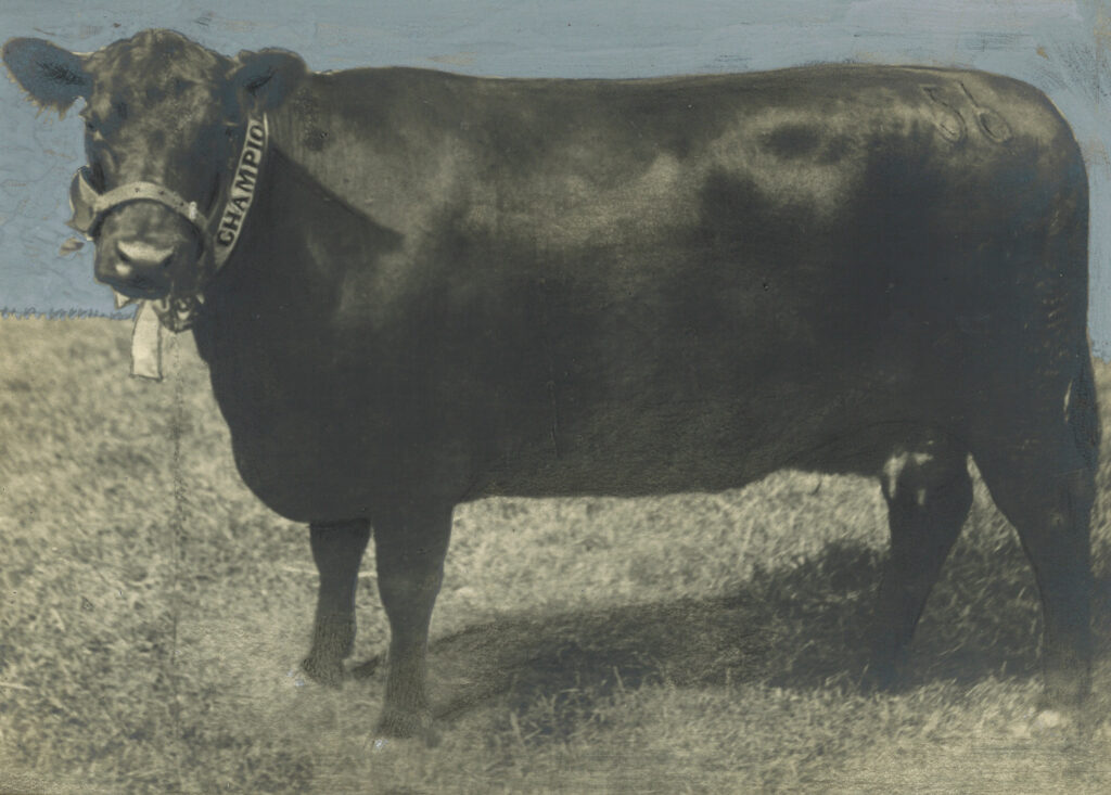 We have done this by carefully selecting angus and red angus cattle from programs we felt could improve the ability of our decades long closed herd of . History Of Angus Angus Nz