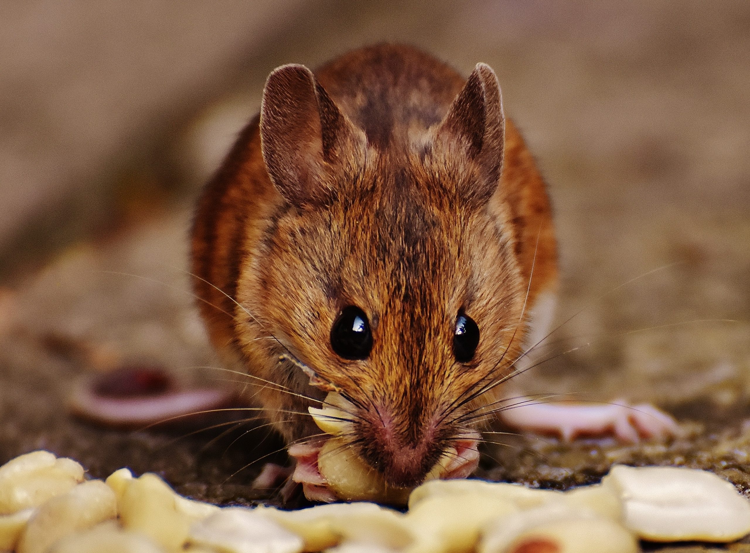 We earn a commission for products purchased through some links in this article. Tips to Handle Mice Infestation in Your House | Animal