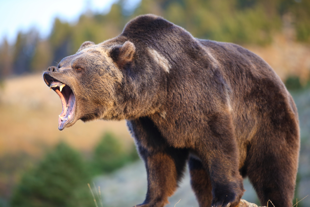 El Oso Gris u Oso Grizzly