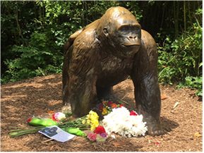 Cincinnati zoo visitors react to the death of harambe, a silverback gorilla shot after a child climbed into his enclosure. RIP Harambe: Tragedy at Cincinnati Zoo - Animal Fair