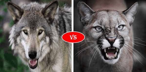 Cougar Puma Vs Gray Wolf fight comparison, who win win?