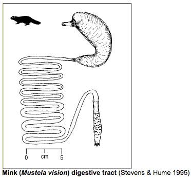 It's a member of the weasel family, and the only marine mammal . Giant Otter Physiology Animals Of The Amazon Jungle