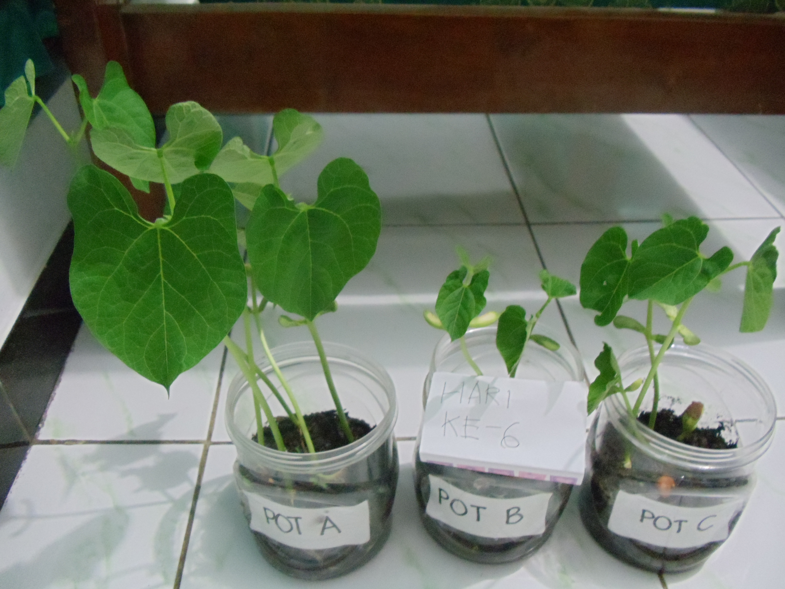 Pertumbuhan merupakan proses pertambahan volume dan jumlah sel yang . Pengaruh Jenis Cahaya Terhadap Pertumbuhan Kacang Merah Animesterfun