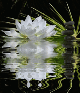 Fiore D Acqua Salottino