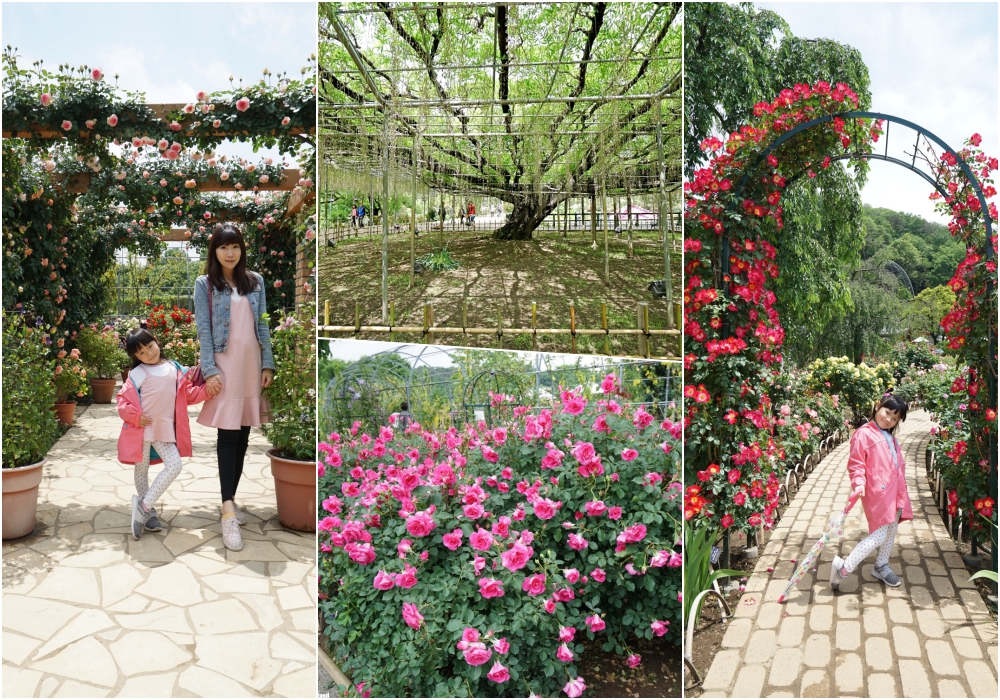 【日本】東京近郊景點推薦 ♥ 足利花卉公園。紫藤花是世界十大夢幻景點