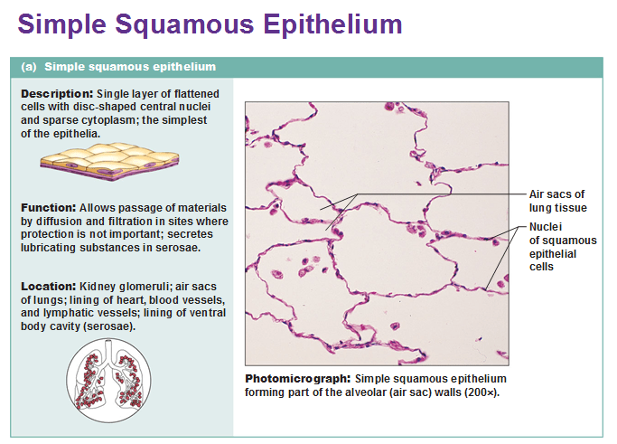 It was not until good light microscopes became available in the early part of the nineteenth century that all plant and animal tissues were discovered to be aggregates of individual cells. Eight types of epithelial tissue