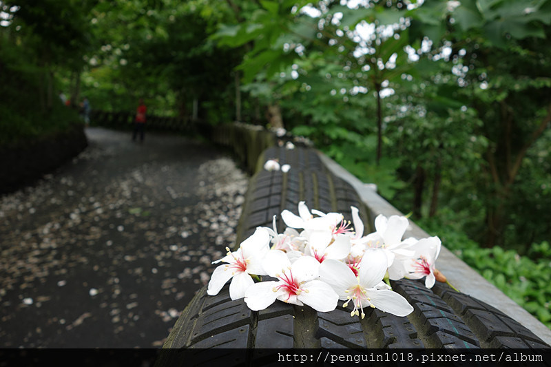 彰化員林桐花密徑，員林中東里(出水坑)絕美私人桐花美景！沒有熟人帶領不知道員林有此美景。