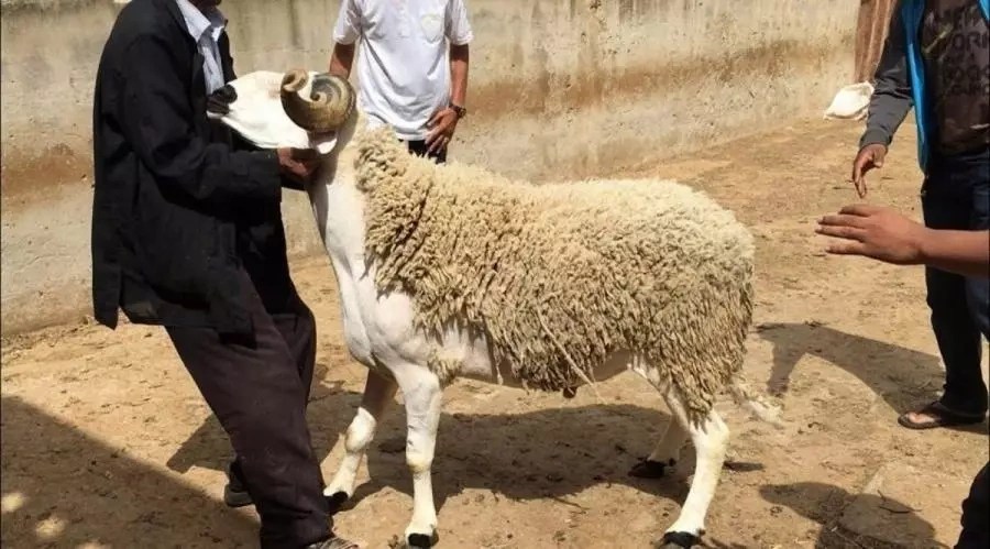 الغنبوري: القرار الملكي يعكس رؤية استراتيجية &ldquo;اقتصاديا واجتماعيا&rdquo; ويضع الحكومة أمام مسؤوليتها
