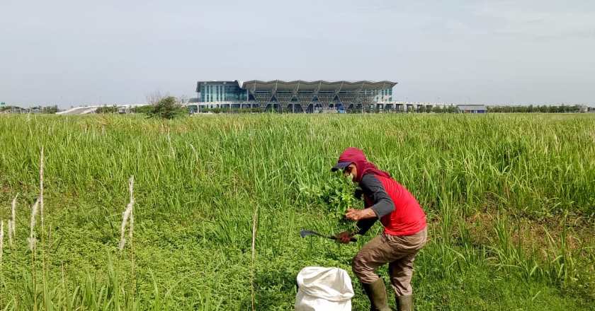 Menyabit Rumput di Bandara Internasional