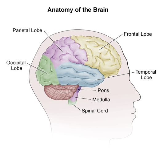 Please feel free to download and print. Understanding Skull Base Tumors University Hospitals