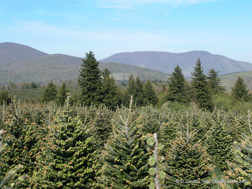 This design is a christmas tree made in a 3d printer.this tree is my best design in the 3d printer. Christmas Tree Farms Near Raleigh And Greensboro North Carolina Trekaroo