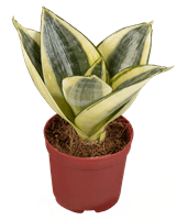 The golden hahnii sanseveria is a beautifully variegated very dwarf and compact evergreen with boldly variegated bright yellow and green foliage. Sansevieria Trifasciata Golden Hahnii Green Solutions