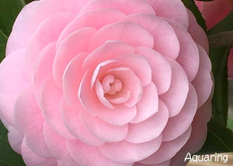 春山茶花 ハルサザンカ
