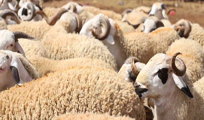 توزر: دورة تكوينية في تربية الأغنام لفائدة 77 منتفعة من معتمدية حزوة