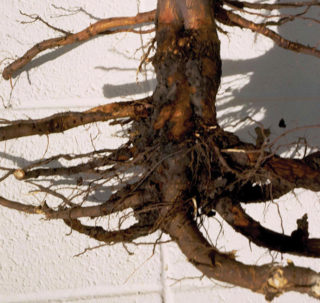 It is best to try to identify your pest mite, as there are beneficial predatory mites that will eat the damaging arachnids. Diseases Archives | Arborjet