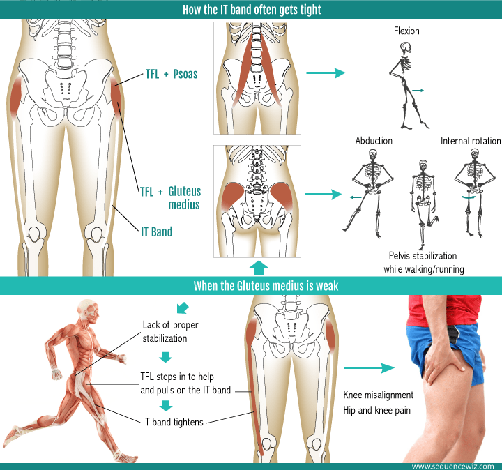 The action of the muscles associated with the itb . Iliotibial Band Syndrome Arduua