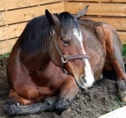 10 Cara Mengatasi Kuda Sakit Perut Paling Lengkap - ArenaHewan.com