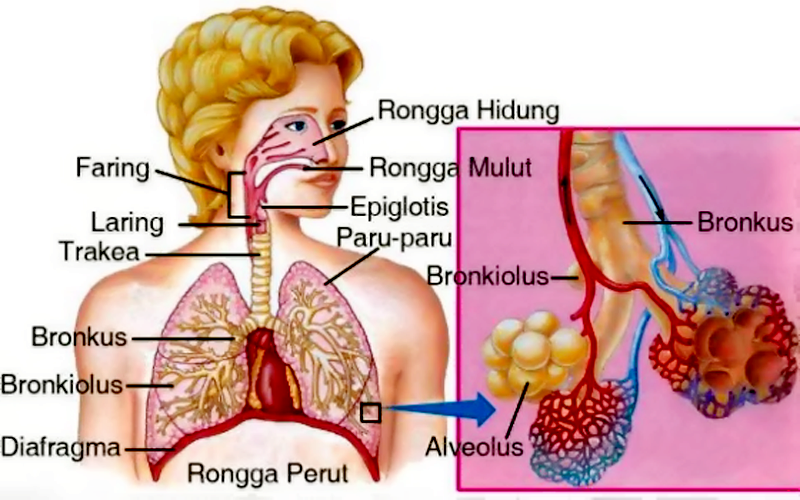 Diafragma berbentuk seperti kubah yang berkontraksi secara terus menerus, pada sebagian besar waktu, diafragma berkontraksi tanpa disengaja. Sistem Pernafasan Pada Manusia Asyiknya Belajar Sains