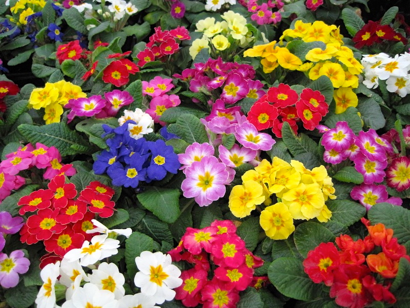 Primroses Arnold Zwicky s Blog