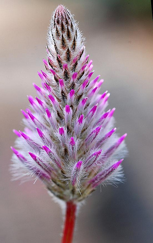 All living organisms in the world can be classified as either an autotroph or heterotroph. Pink motels, Cadillacs, etc. etc. | Arnold Zwicky's Blog