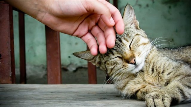 Где гладить кота чтобы ему было приятно. Приятно ли кошке, когда её гладят? Почему коты мурчат