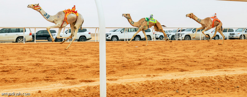 مهرجان الهجن.. السعوديون يتصدرون المراكز الأولى في الأشواط الافتتاحية
