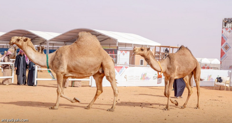 أشواط النخبة تختتم منافسات الجمل