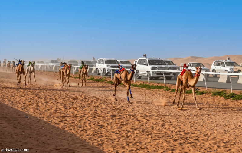 ميدان حائل.. افتتاح التسجيل في سباق الهجن