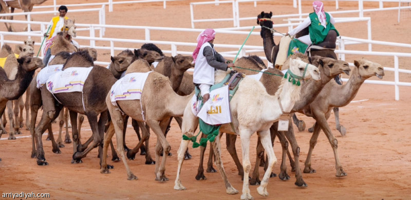 مهرجان الإبل يختتم منافسات &laquo;الطبع&raquo;