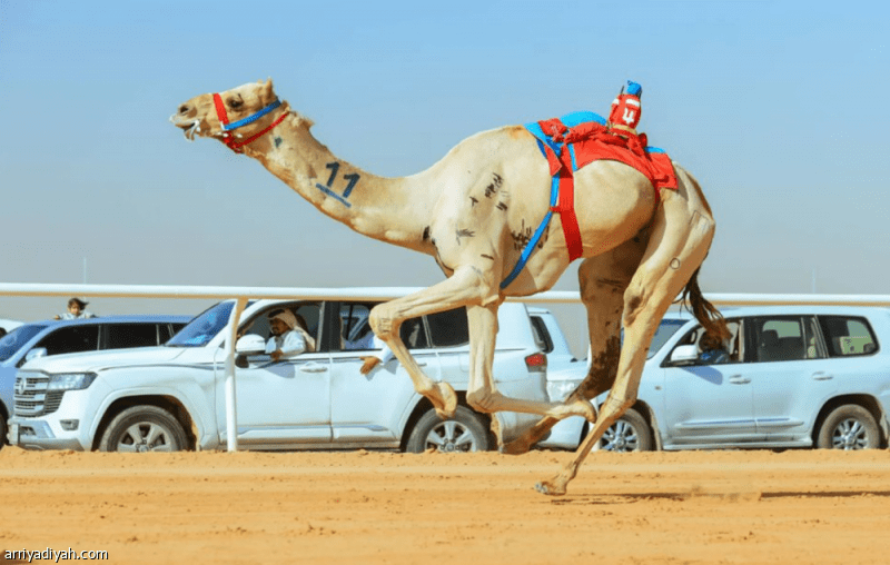 الهجن يفتتح باب طلبات استئجار العزب