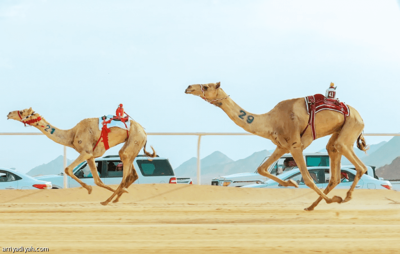 المنتخب السعودي للهجن يشارك في كأس العرب