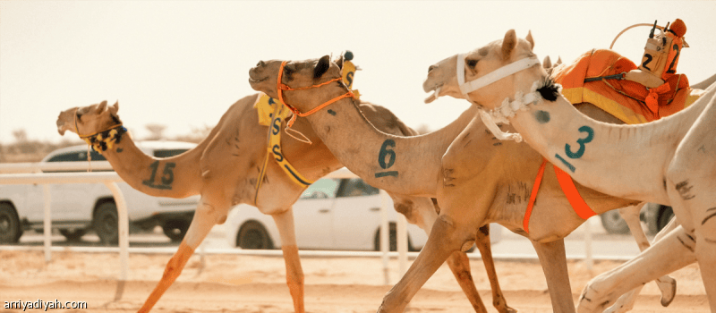 الأحد.. انطلاق تحدي هجن الطائف