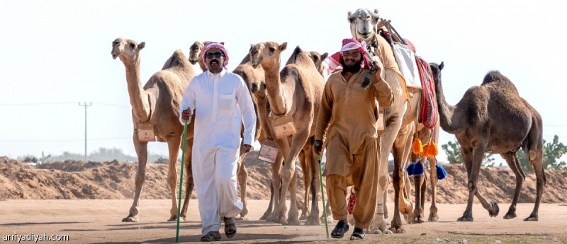 آل رشيد والعجمي والجاسر والشلاحي أبطال الفحل المنتج