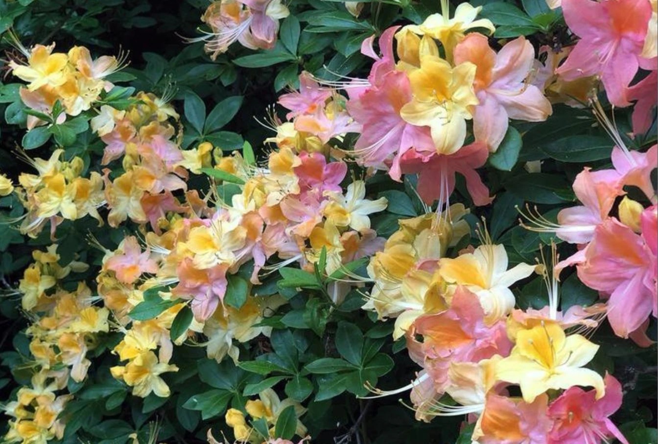 6a02e3d79fb76.webp