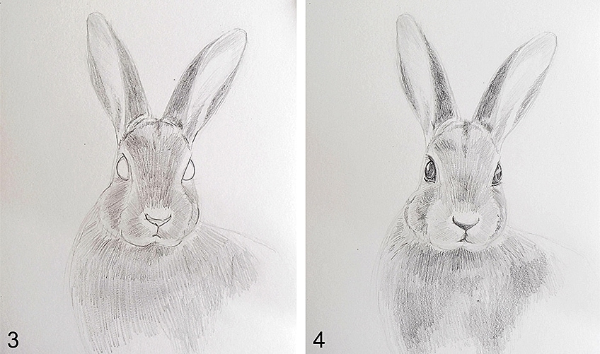 Previously, the artists of easydrawingart.com showed you how to portray a bunny, and below you will see nine stages on how to draw a bunny face. How To Draw A Bunny Face A Step By Step Rabbit Drawing Guide