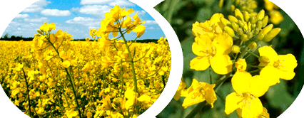 Как рисуется маленькая молния. Смотреть фото Как рисуется маленькая молния. Смотреть картинку Как рисуется маленькая молния. Картинка про Как рисуется маленькая молния. Фото Как рисуется маленькая молния Как рисуется маленькая молния. Смотреть фото Как рисуется маленькая молния. Смотреть картинку Как рисуется маленькая молния. Картинка про Как рисуется маленькая молния. Фото Как рисуется маленькая молния