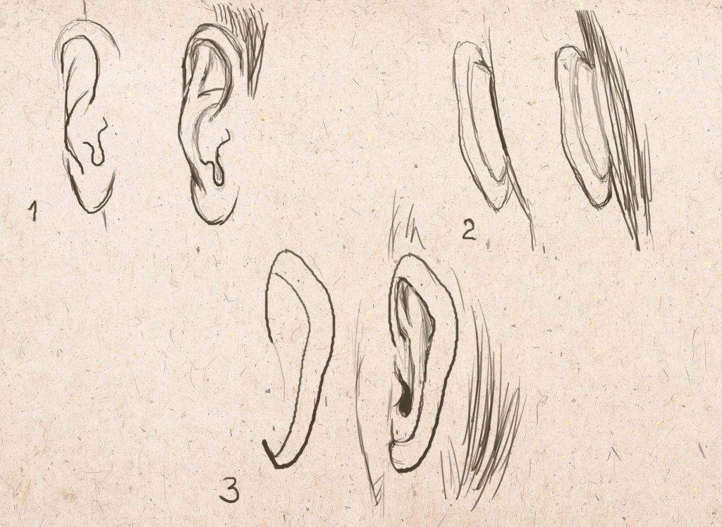 как нарисовать уши животных