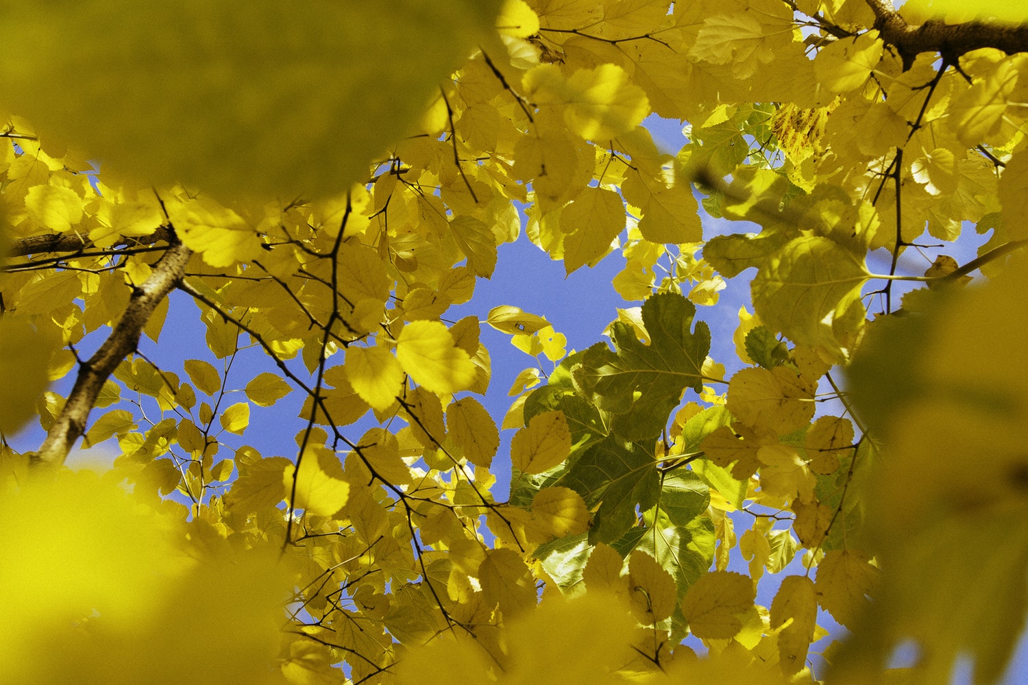 theories of developmental psychology 