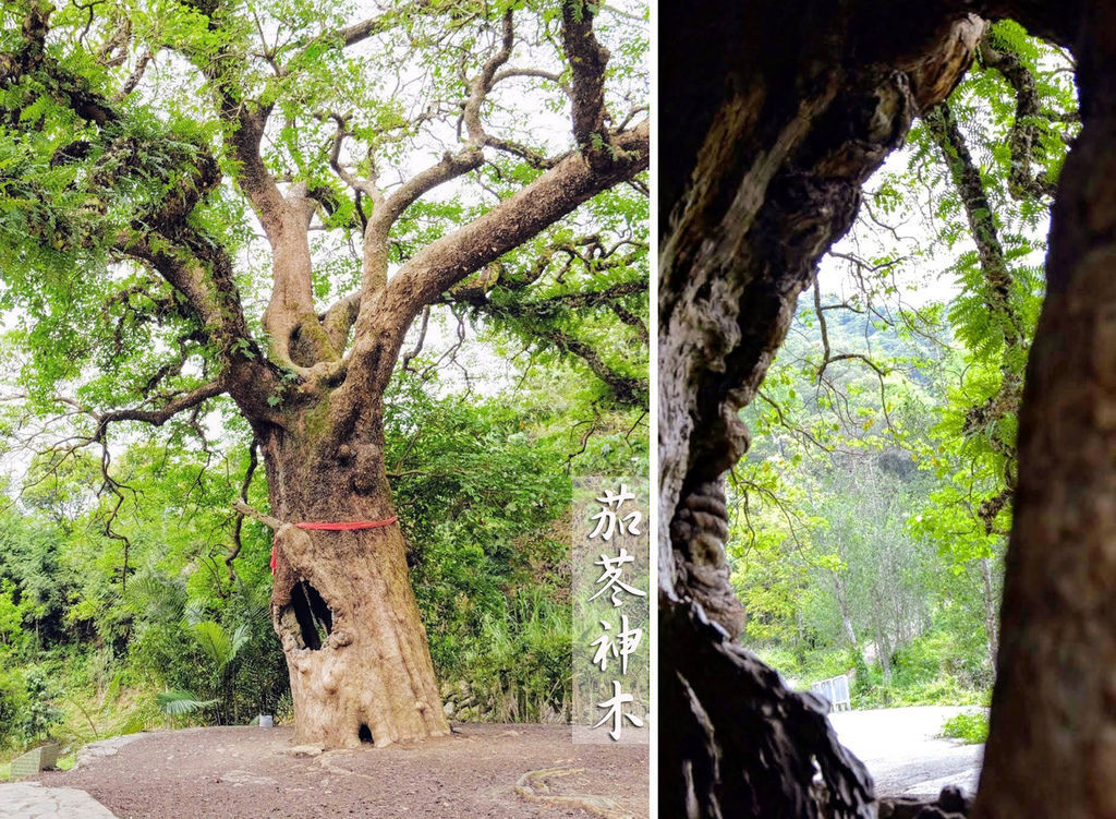 南投國姓鄉：茄苳神木的奇幻地景與時間的印記