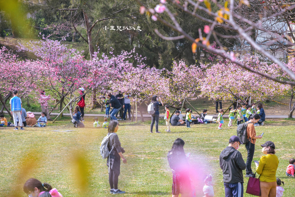 新竹公園 | 新竹親子景點，新竹公園櫻花季