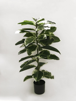 In the growing season (summer), the plant should be kept moist. Artificial Rubber Plant In Black Pot 1 1m Home George At Asda