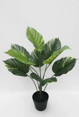 Grown in dry tropical and subtropical c. Artificial Dieffenbachia Plant In Black Pot 60cm Home George At Asda