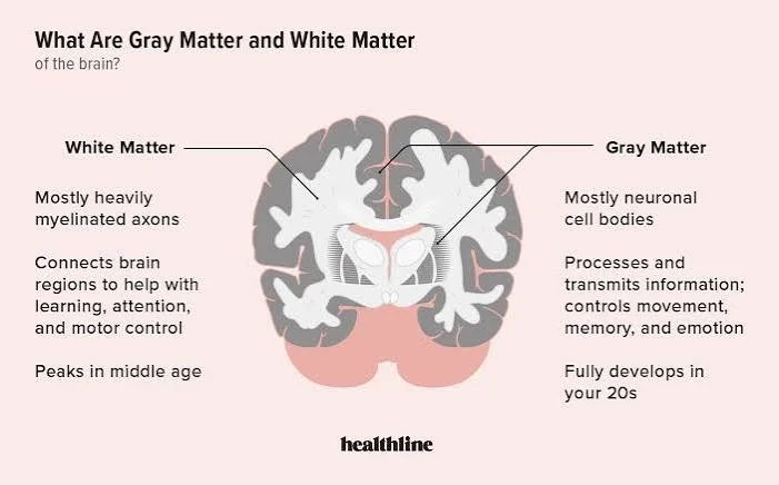 Hidden Brain Wiring May Help Keep the Mind Sharp as Grey Matter Shrinks