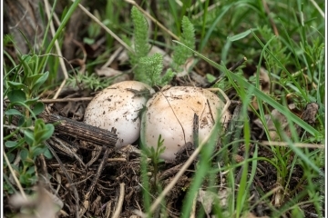 Здесь на территории в 20 тысяч га радует глаз многообразие хвойных и еловых лесов с вкраплениями рек и горных пейзажей. Odnodnevnye Ekskursii S Bishkeka V Gory I K Istoricheskim Pamyatnikam